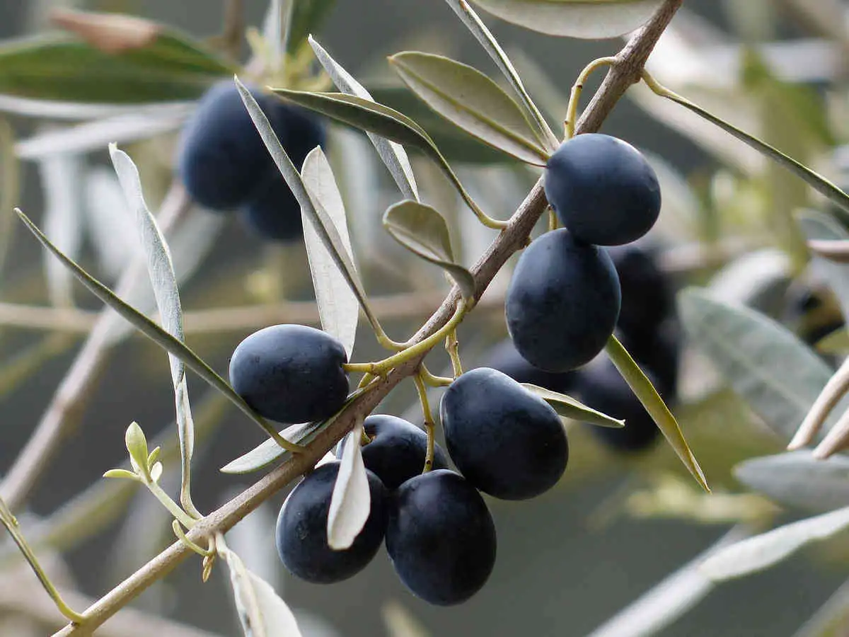 oliven aus der toscana