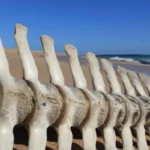 faro strand