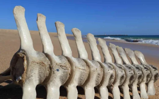 faro strand
